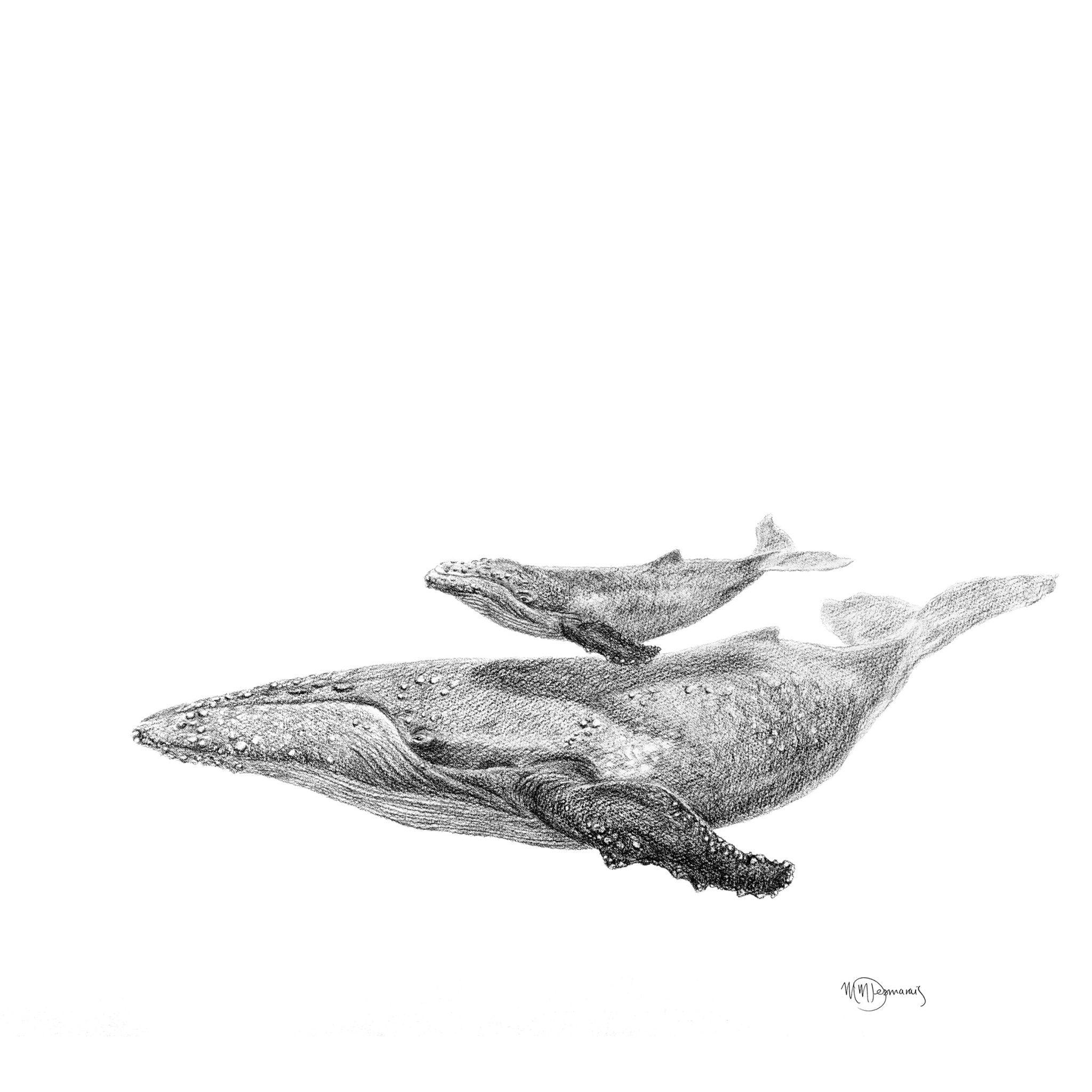 Detailed black and white illustration of a whale with calf swimming, marine life artwork