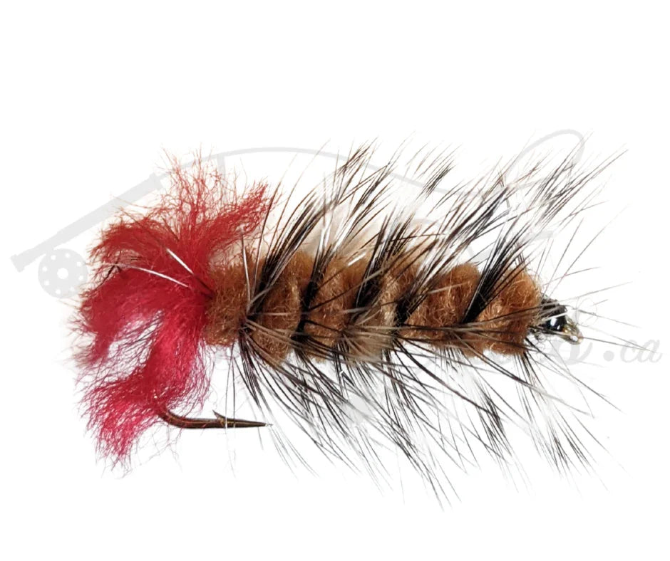 Brown woolly worm fishing fly with red tail and black hackle on white background