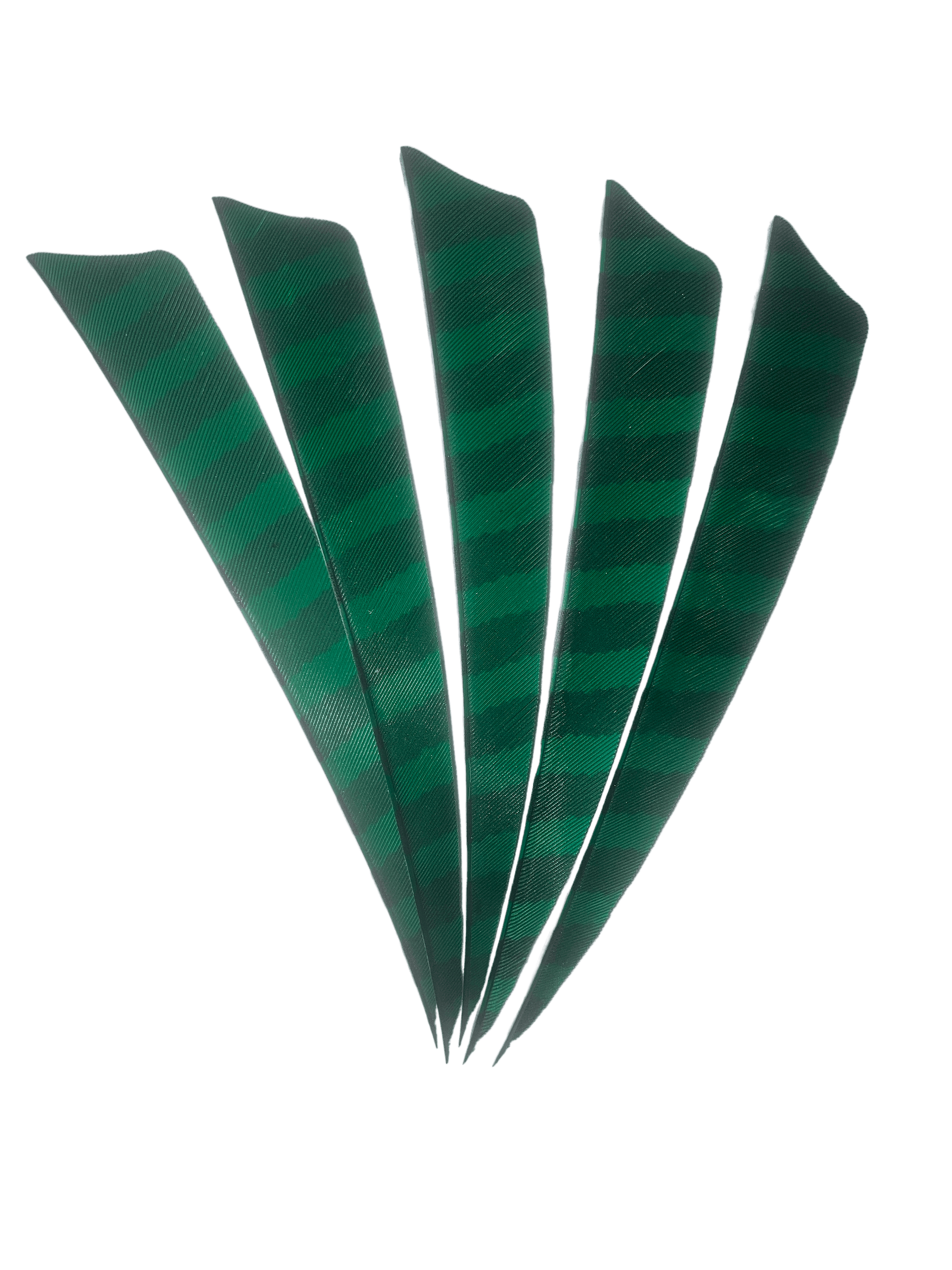 Five green barred right wing archery feathers fanned on a black background