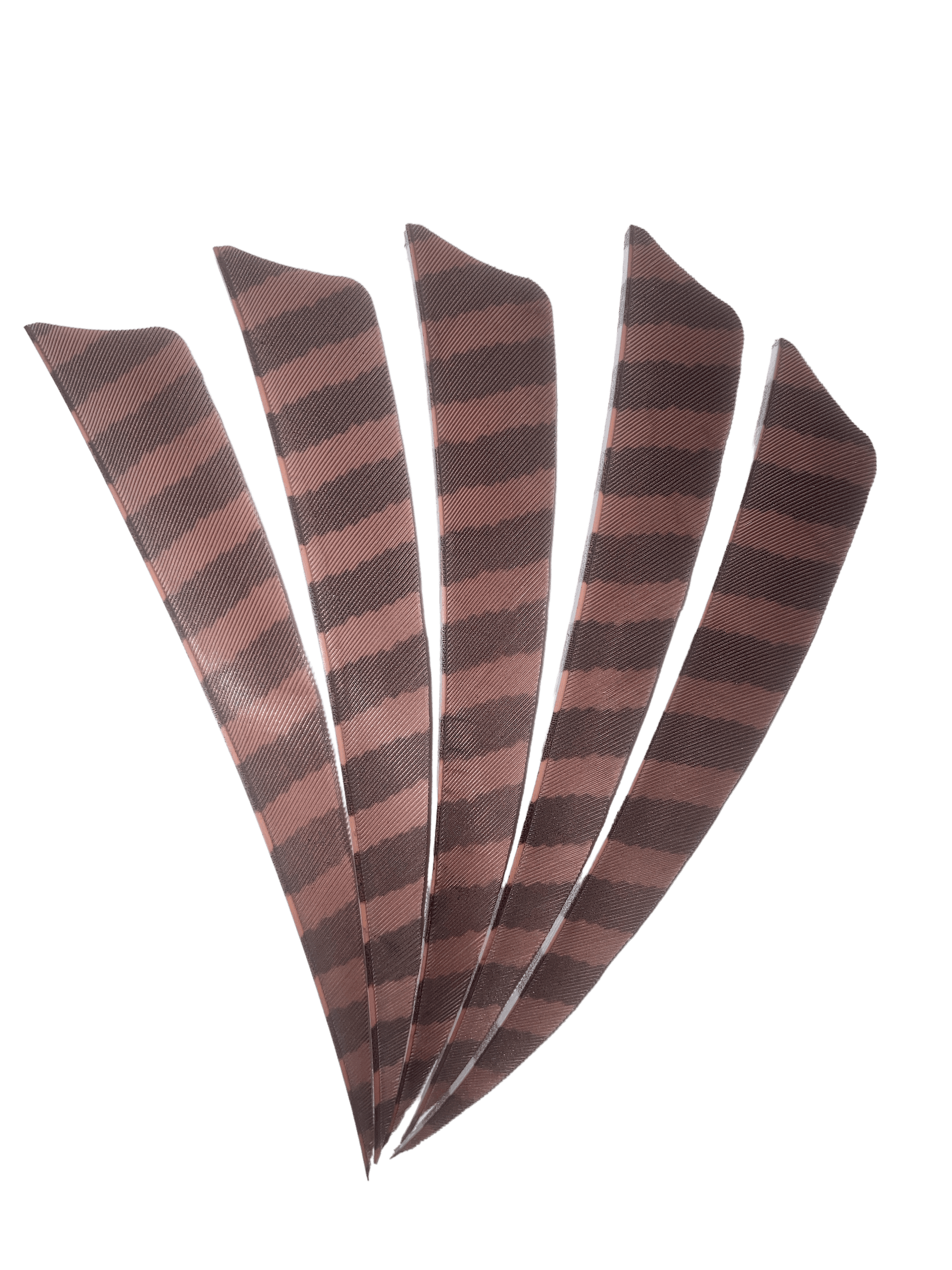 Barred right wing archery feathers fanned out on a white background