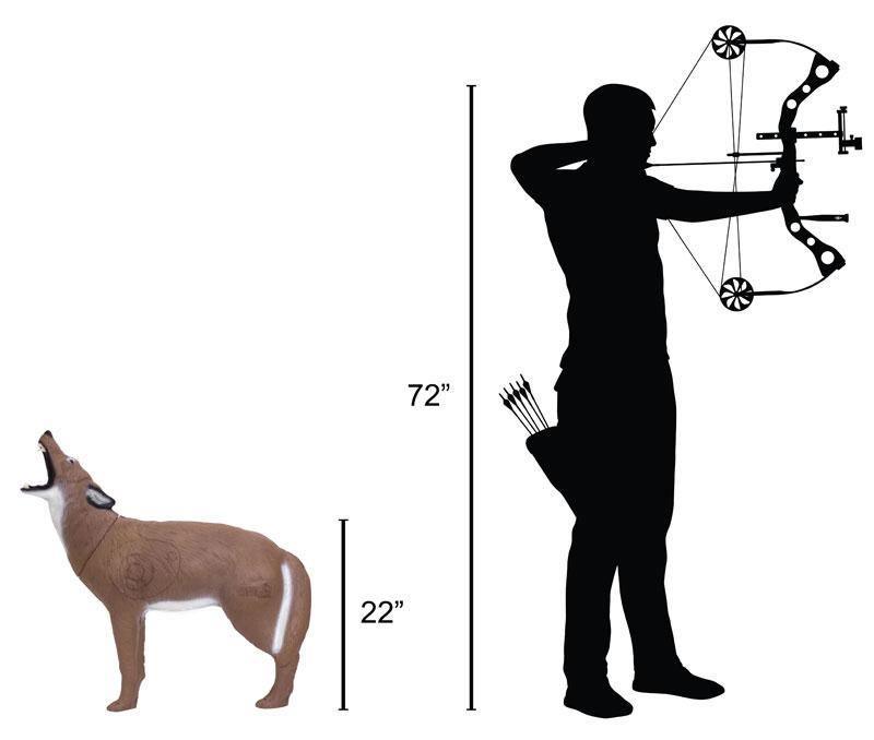 Delta McKenzie howling coyote 3D archery target next to archer silhouette height comparison