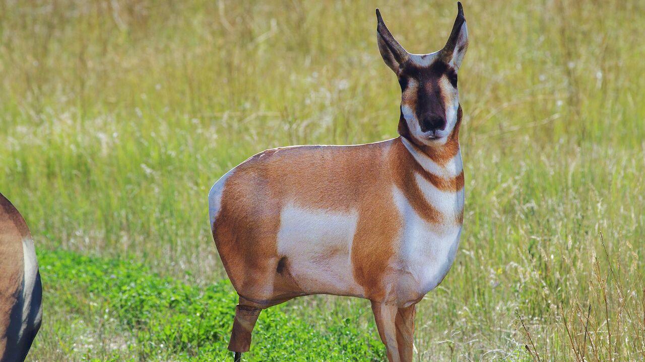 Montana Decoy Antelope Buck Pronghorn Hunting Decoy - Image 2