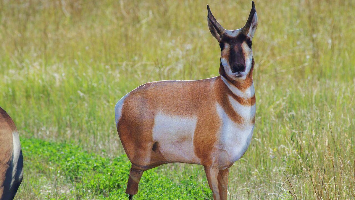 Montana Decoy Antelope Buck Pronghorn Hunting Decoy - Image 2