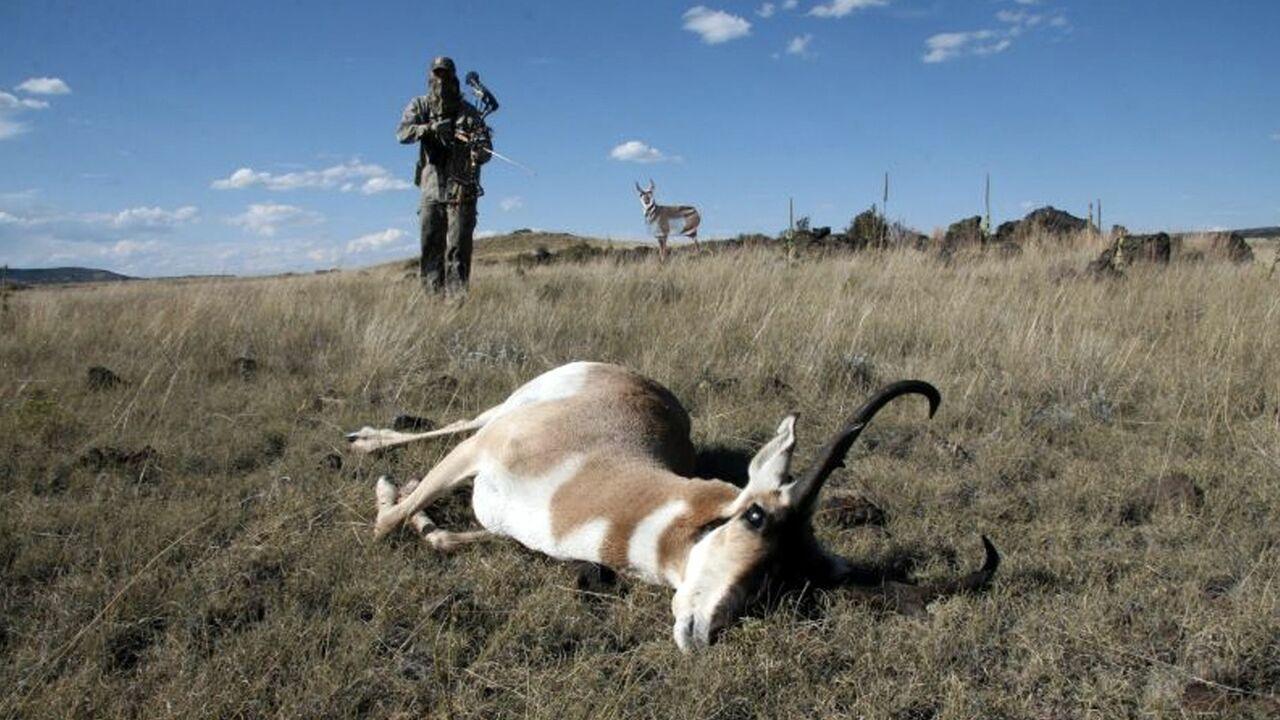 Montana Decoy Antelope Buck Pronghorn Hunting Decoy - Image 6