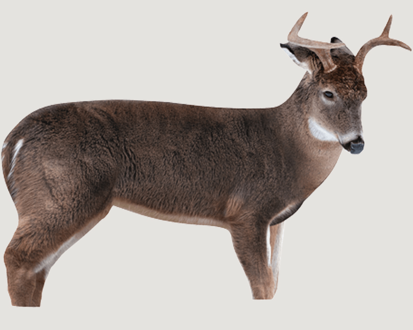 Realistic young buck deer decoy with antlers on white background for hunting